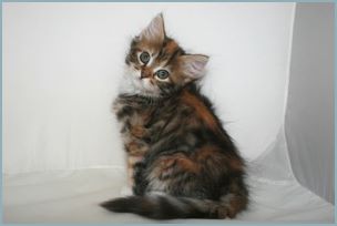 Female Siberian Kitten from Deedlebug Siberians